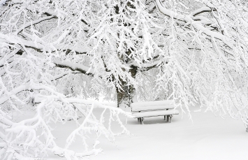 Canva - Snow Covered Bench Near Snow Covered Bare Tree
